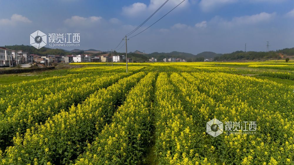 江西分宜：百亩油菜花盛开 勾勒乡村春日画卷（图）