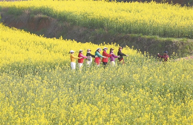 花海醉游人（图）