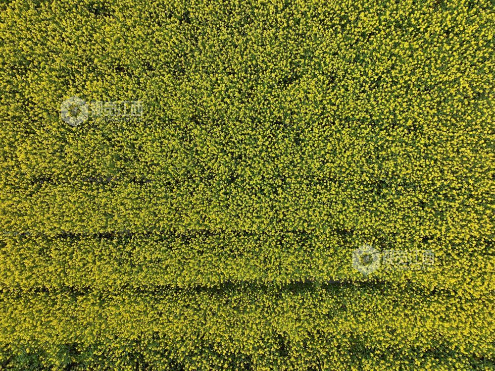 江西芦溪：以花为媒 “扮靓”乡村振兴路（图）