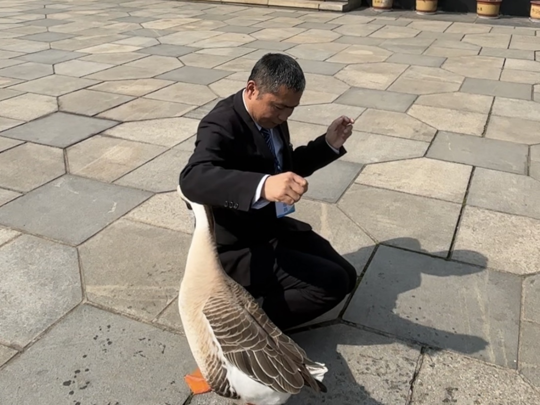 张建军和“鹅鹅耷”互动