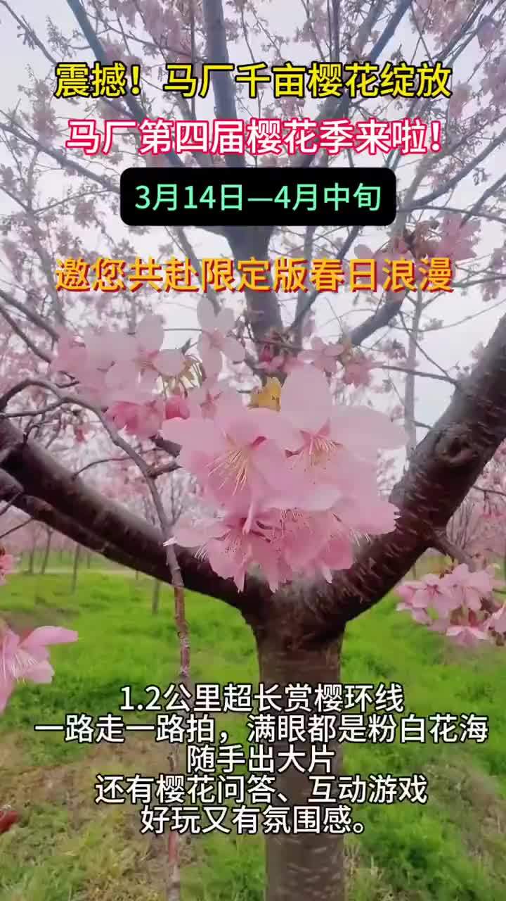 安徽马厂千亩樱花绽放 震撼！马厂千亩樱花绽放樱花，被誉为“春花第一枝”。全椒县马厂镇千亩梯田花海，品种最全，早樱晚樱次第开放，人在花中走，随手一拍就是一片粉白云海，这里是春日最美的信笺。3月14日，马