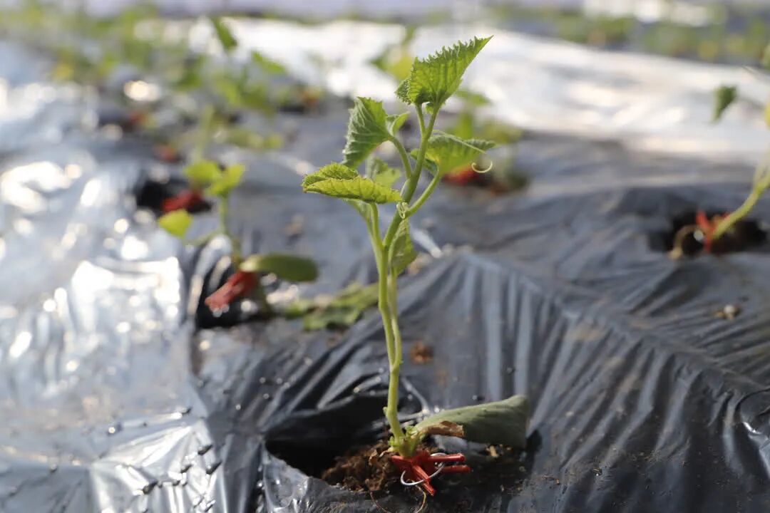 抢“鲜”马年！突泉县头茬香瓜定档“五一”