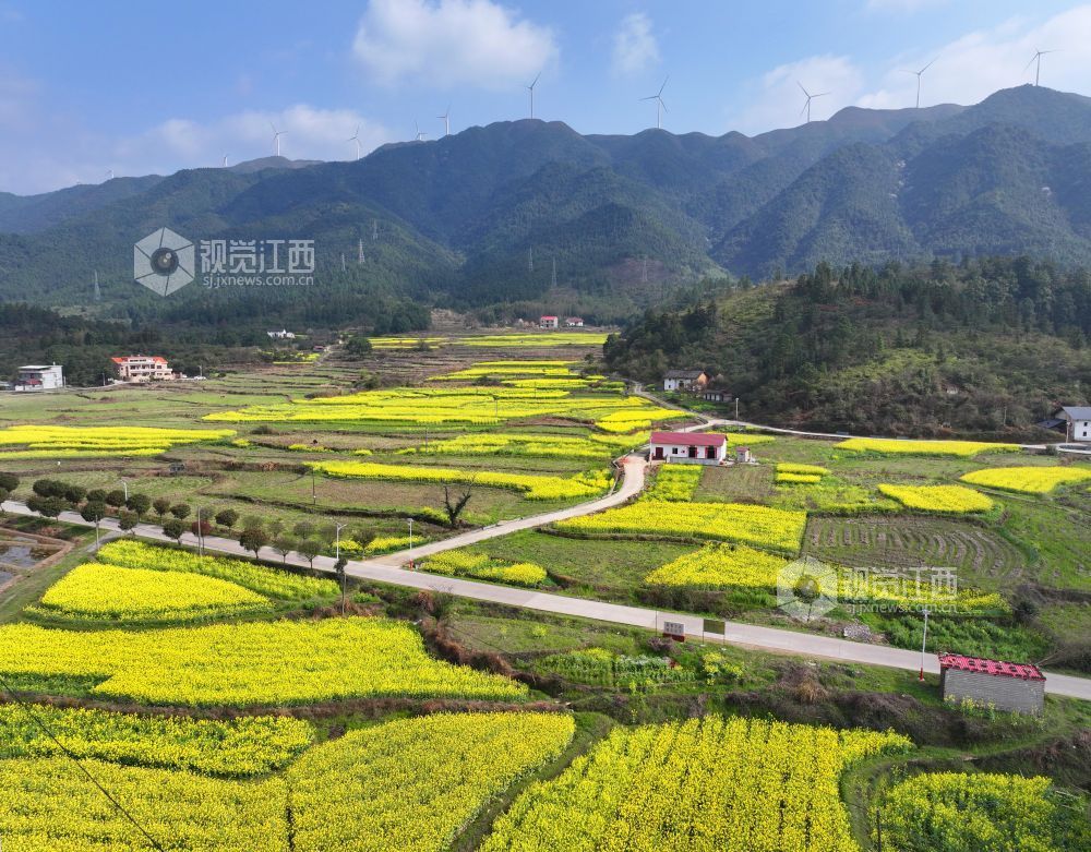 2026年3月6日，江西省吉安市泰和县水槎乡新桥村一带，油菜花田与大山、农舍相映成景，生态山乡风景独好。