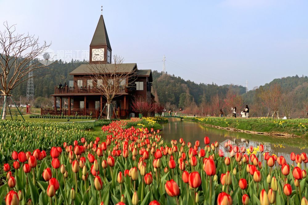 江西南昌：百万株郁金香迎春盛开（图）