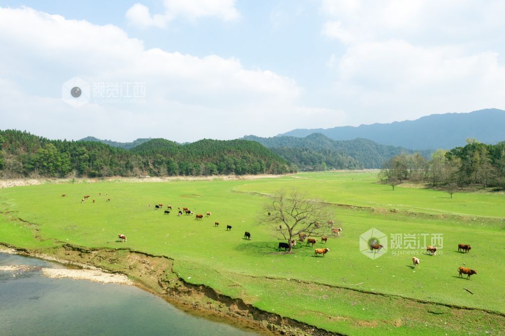 3月10日，江西省泰和县桥头镇南车水库库尾绿草茵茵，成群的黄牛在草地上悠闲觅食、嬉戏打闹。