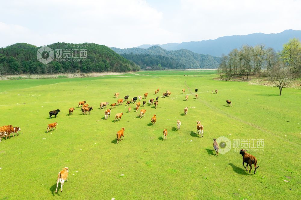 3月10日，江西省泰和县桥头镇南车水库库尾绿草茵茵，成群的黄牛在草地上悠闲觅食、嬉戏打闹。