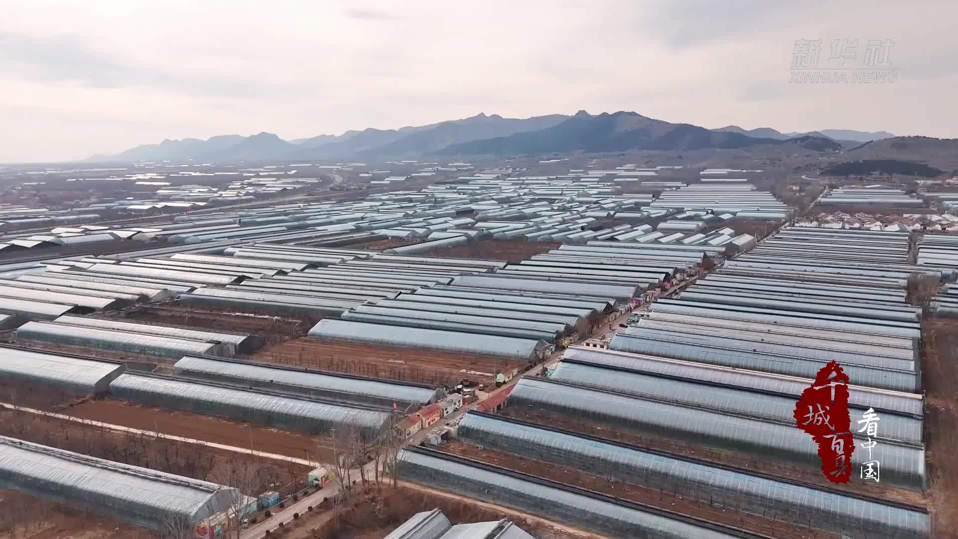 千城百县看中国｜山东潍坊：樱桃树下菌菇飘香