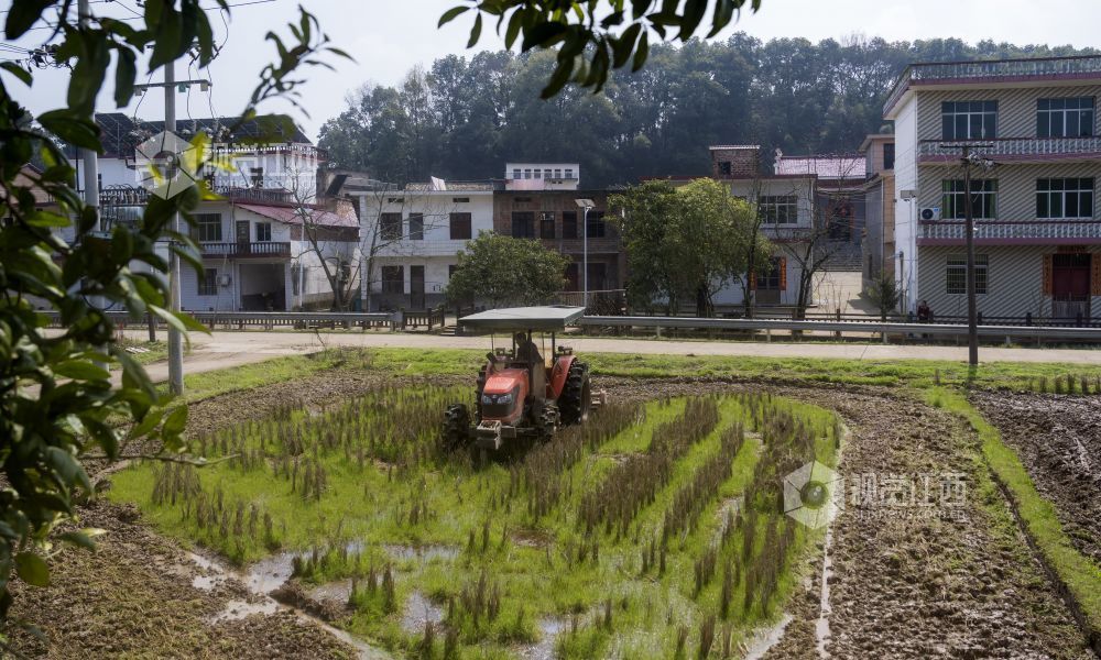 江西分宜：抢抓农时忙春耕（图）
