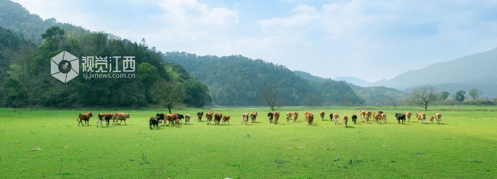 3月10日，江西省泰和县桥头镇南车水库库尾绿草茵茵，成群的黄牛在草地上悠闲觅食、嬉戏打闹。