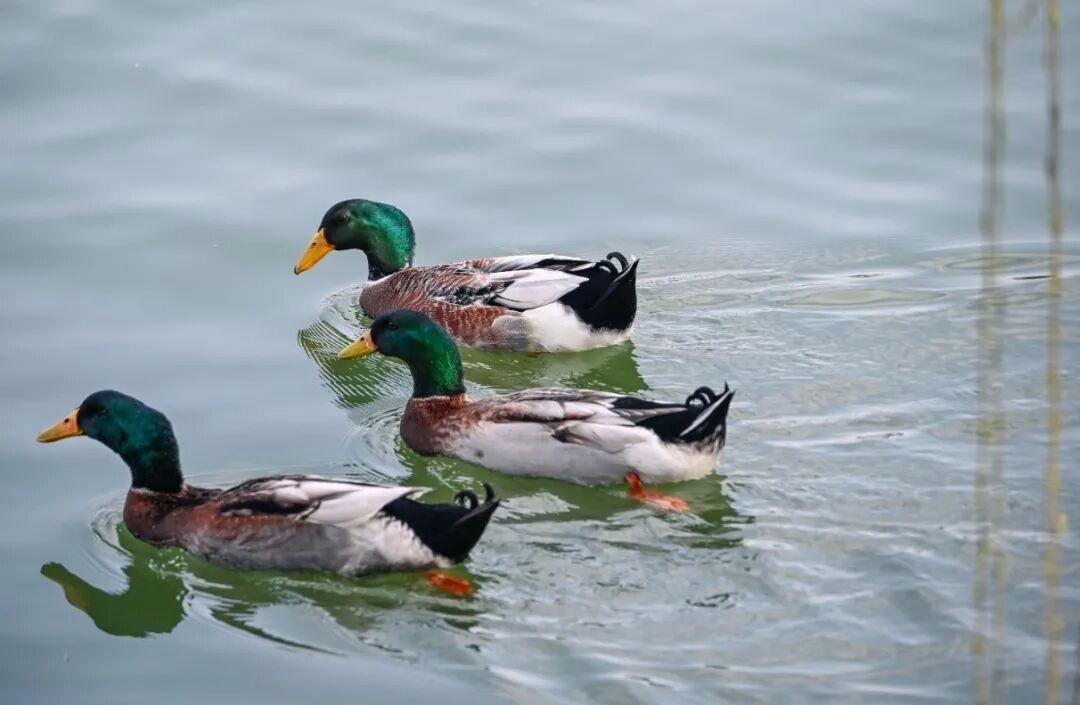 绿头鸭 |摄影:邵凯 2026年2月拍摄