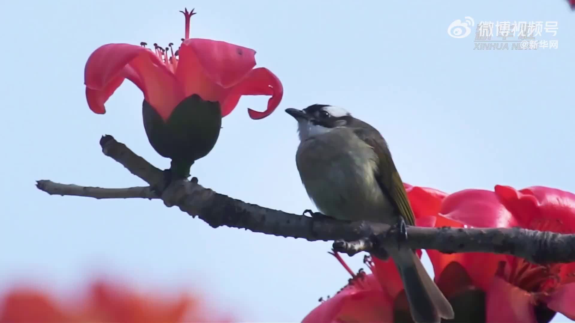 怎么拍都好看的春天｜岭南春早花开满城