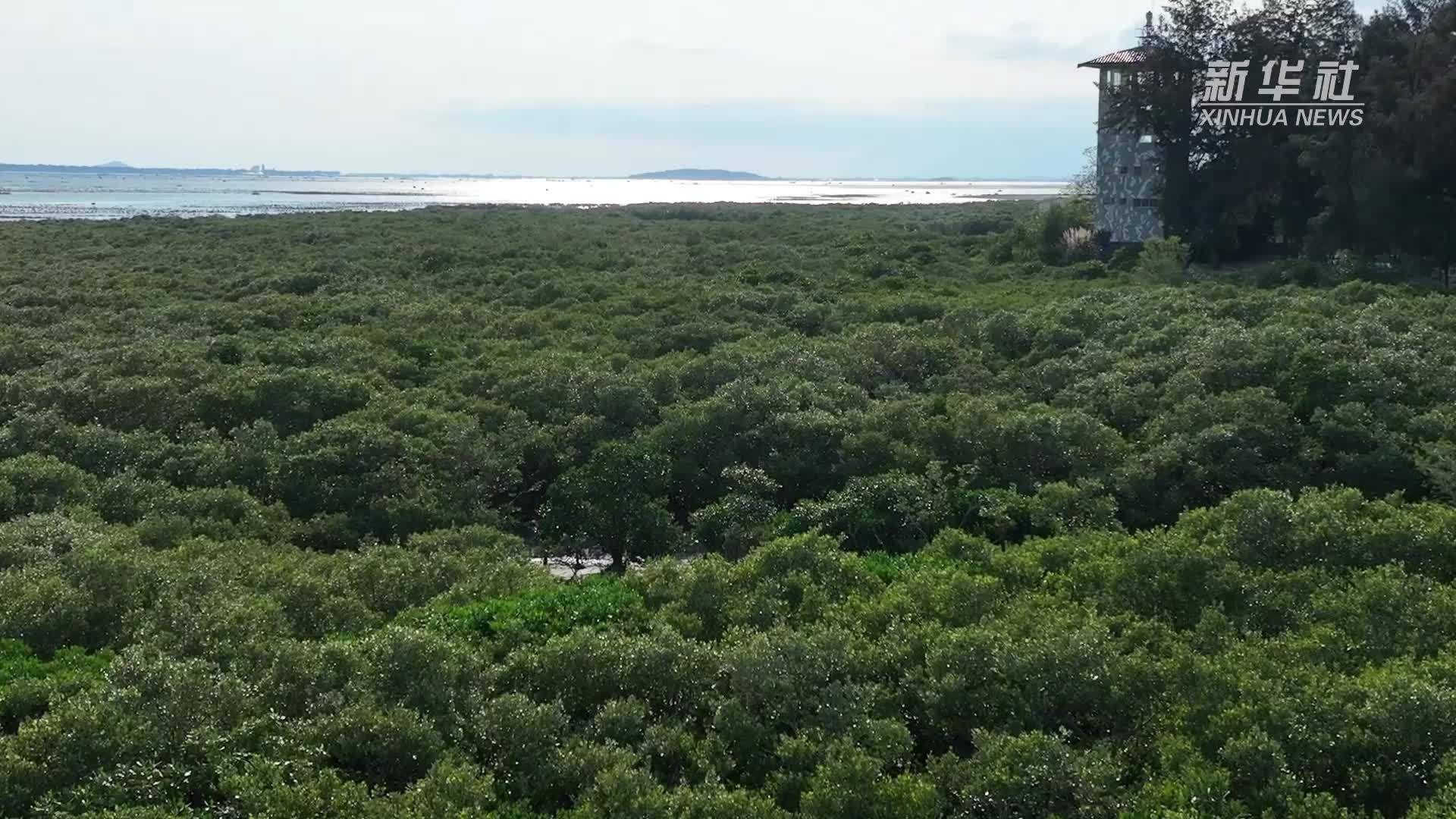 中越青年共植“友谊林”跨境守护红树林湿地