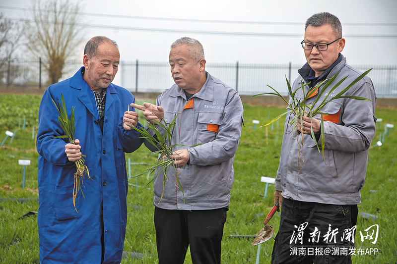 在位于富平縣的陜西省農作物品種試驗站內，技術人員正在查看小麥分蘗情況。