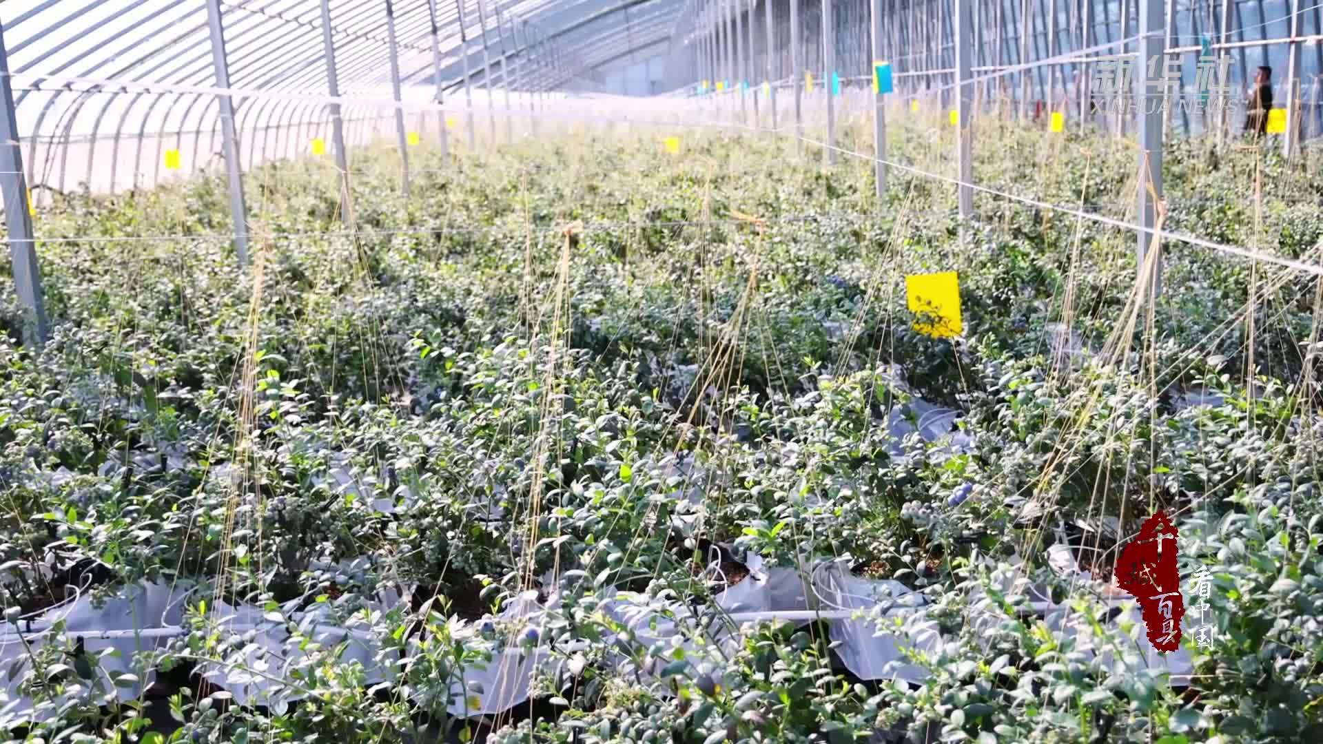 千城百县看中国｜山东沂南：小蓝莓结出致富果