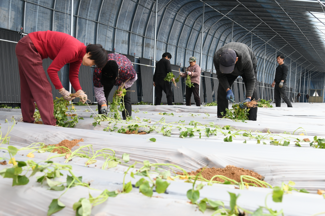 济宁邹城:石墨烯“育上”甘薯苗,春耕尽显科技范儿