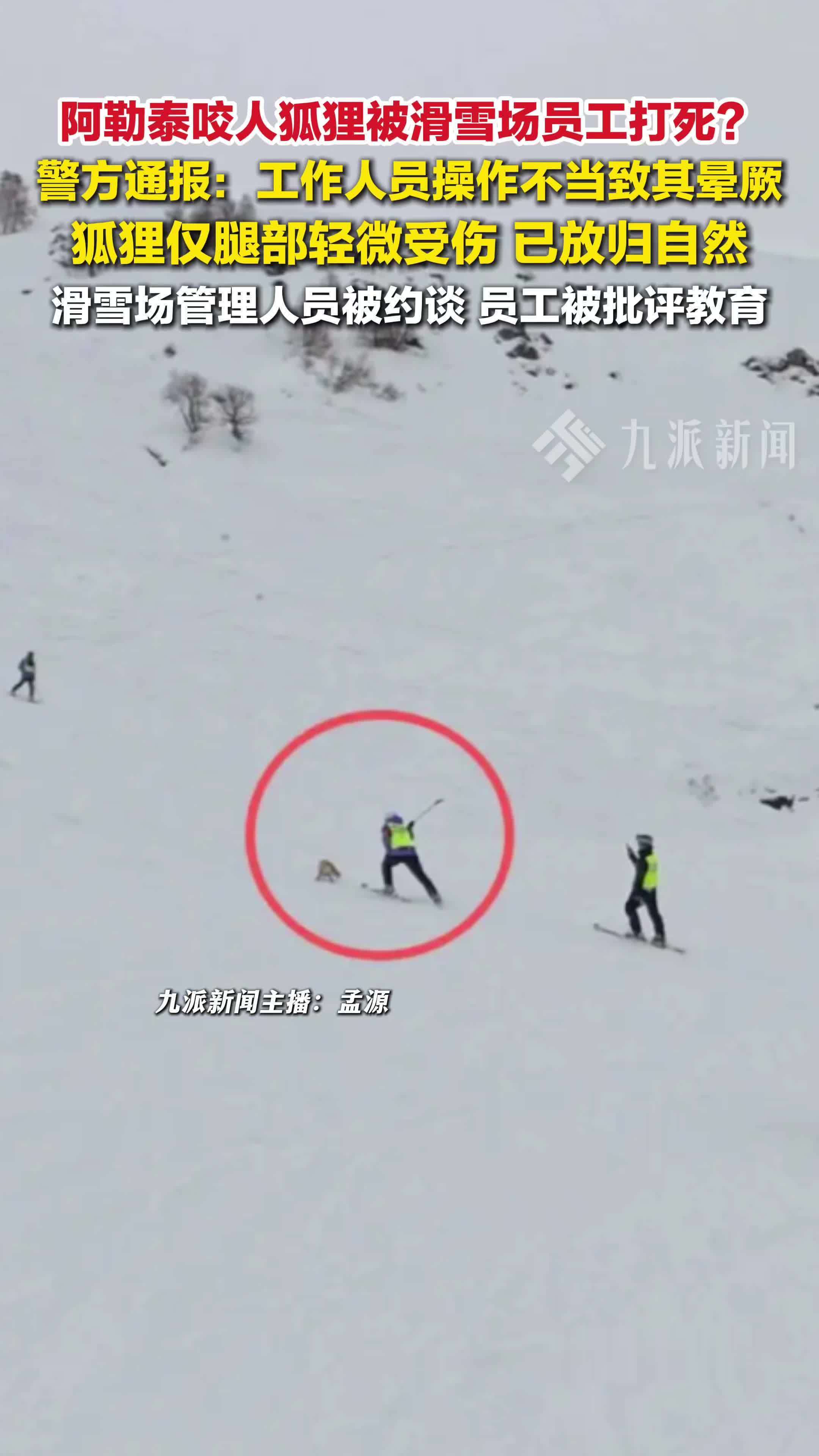 警方辟谣阿勒泰咬人狐狸被滑雪场打死：工作人员操作不当致其晕厥