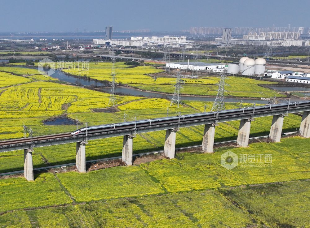 2026年3月12日,江西南昌县虎山村一带,昌福高铁沿线油菜花竞相绽放,一列复兴号动车组从油菜花田边驶过。