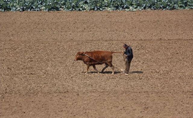 如果按社保费率折算，农民当年的公粮能换多少退休金？