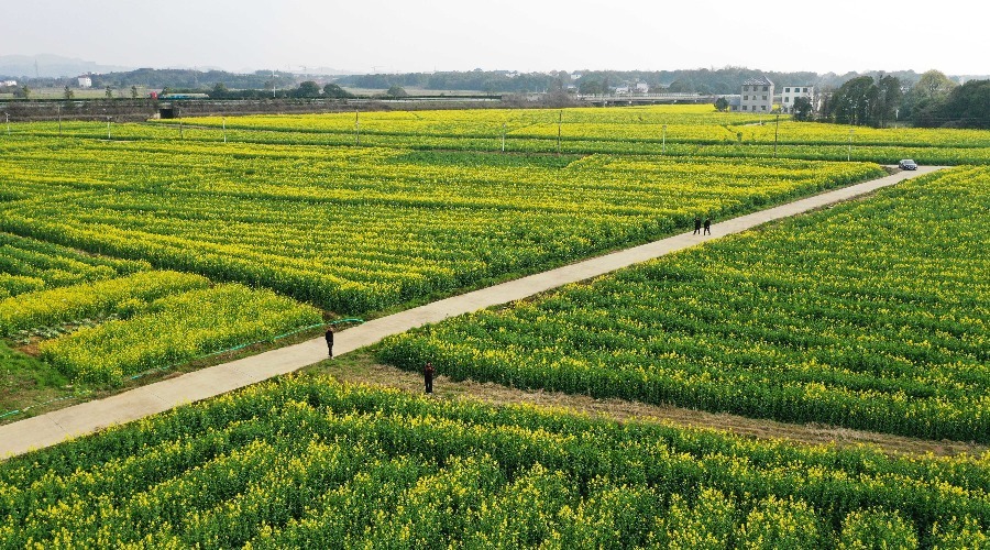 江西东乡：油菜花开 扮靓乡村（图）