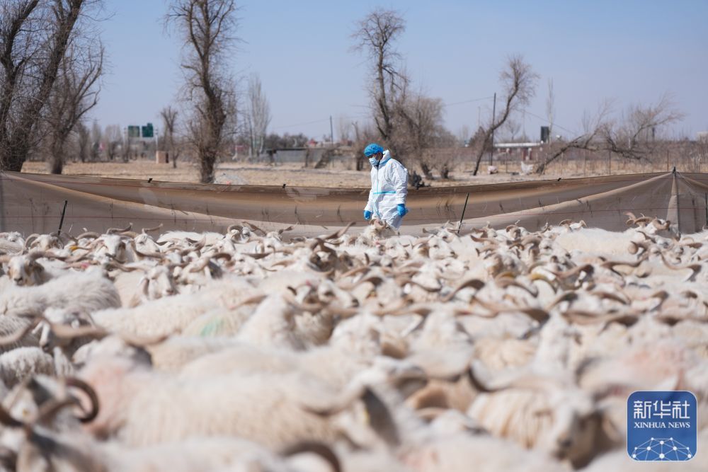 ↑3月7日,在甘肃省张掖市甘州区碱滩镇二坝村的借牧点,祁连县农牧部门专业技术人员对返场装车前的羊群进行健康检查。新华社记者 张龙 摄