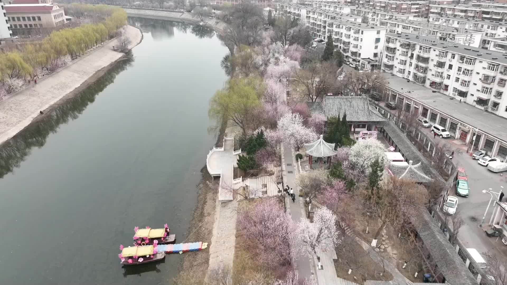 桃花盛放 铺展津门春日画卷