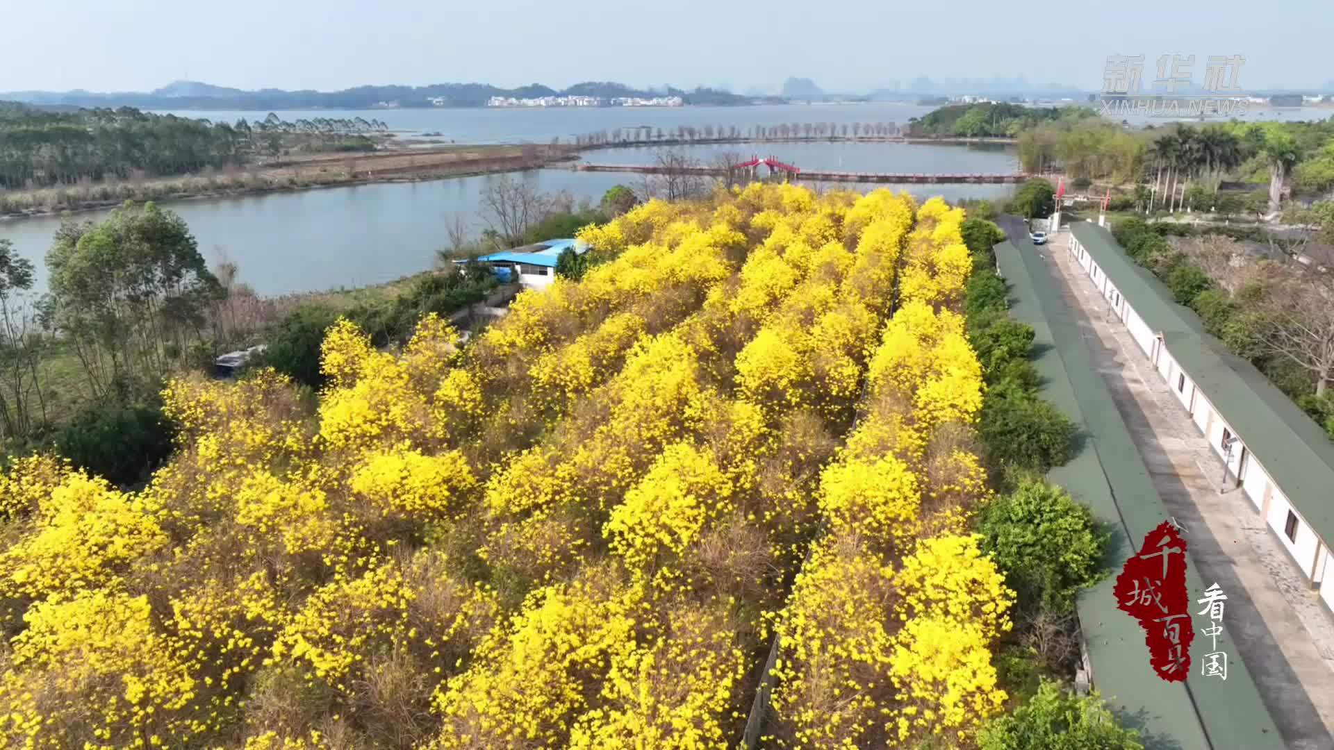 千城百县看中国｜广西贵港：湖畔赏花春色浓