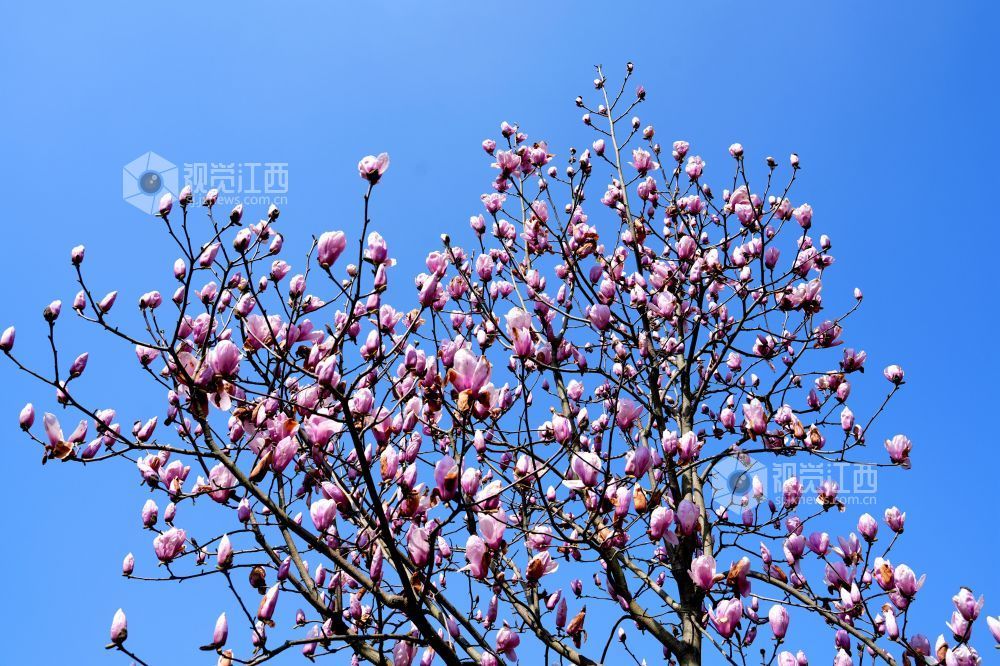 江西分宜：玉兰花开俏争春（图）