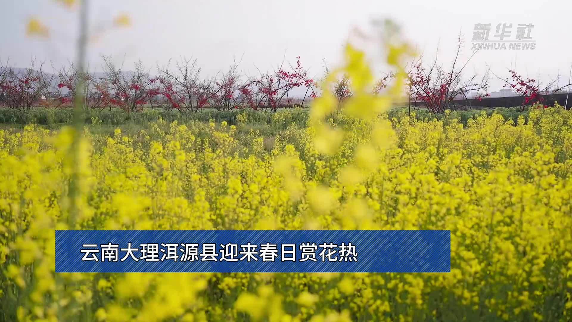 云南大理洱源县迎来春日赏花热