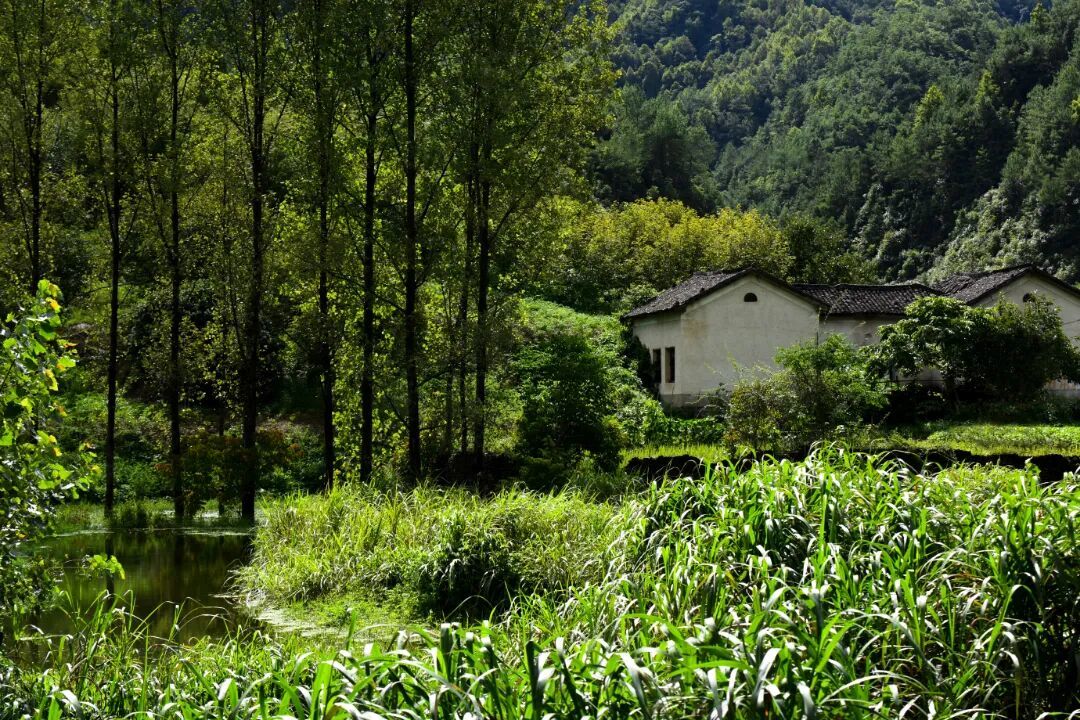 千岛湖小五都源湿地3.jpg