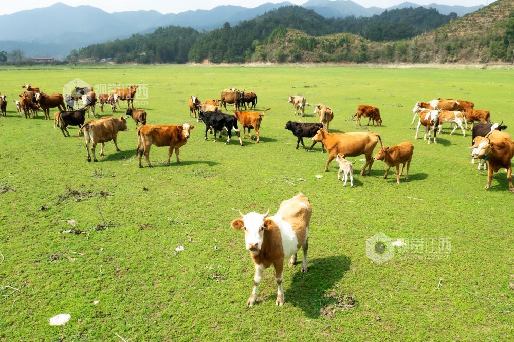 3月10日，江西省泰和县桥头镇南车水库库尾绿草茵茵，成群的黄牛在草地上悠闲觅食、嬉戏打闹。