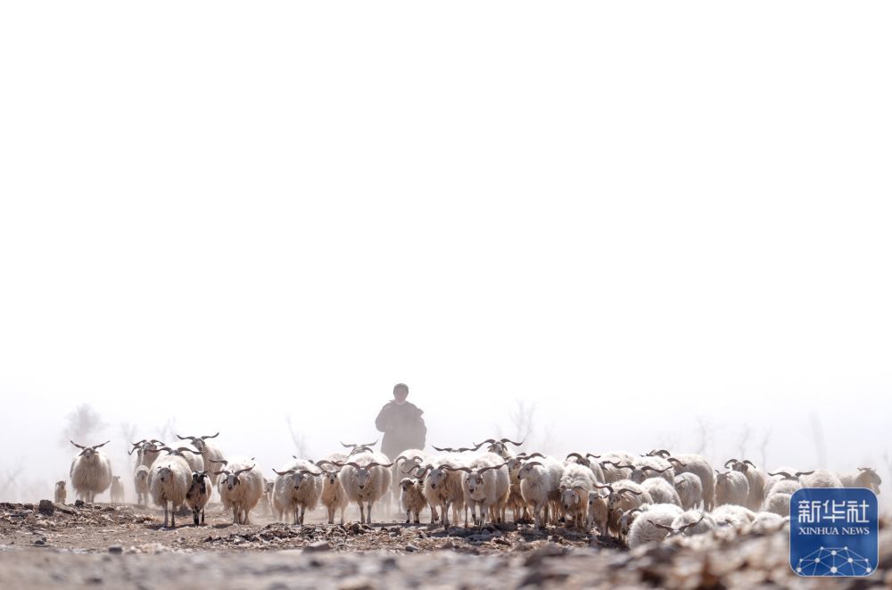 ↑3月7日,在甘肃省张掖市甘州区碱滩镇二坝村,牧民赶着羊群走向车辆转运点。新华社记者 张龙 摄