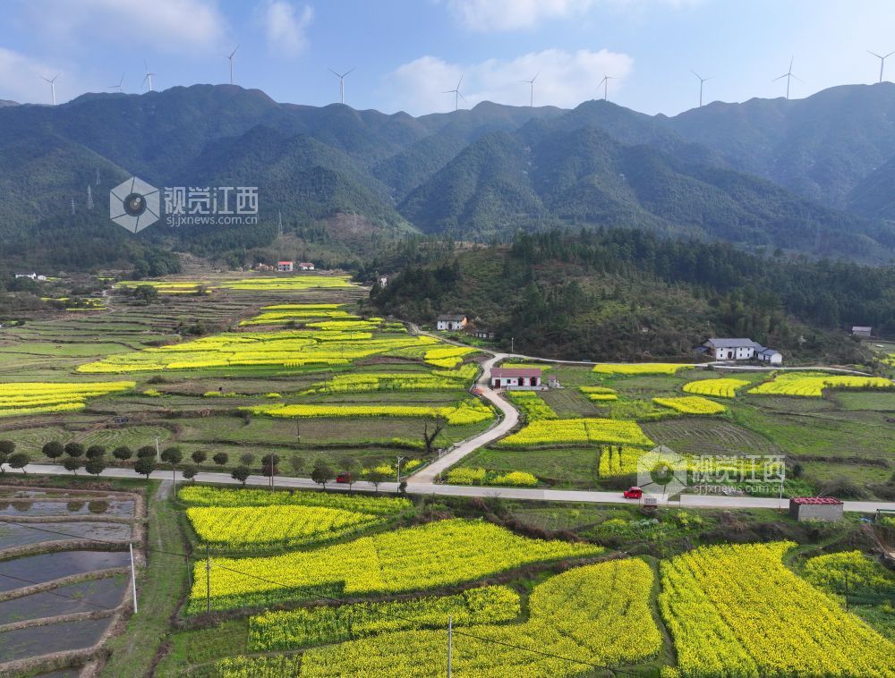 2026年3月6日，江西省吉安市泰和县水槎乡新桥村一带，油菜花田与大山、农舍相映成景，生态山乡风景独好。
