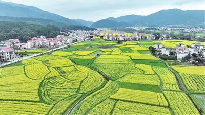 莲花县升坊镇云溪村的油菜花迎春绽放。