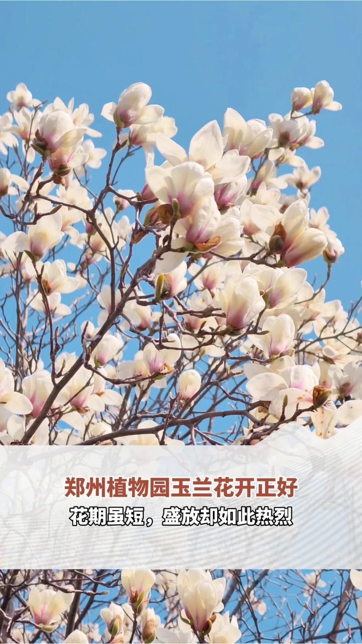3月8日，郑州植物园玉兰花开正好。绿城郑州的春天，是从一树玉兰开始的。花期虽短，盛放却如此热烈