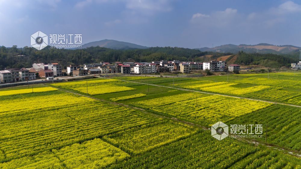 江西分宜：百亩油菜花盛开 勾勒乡村春日画卷（图）