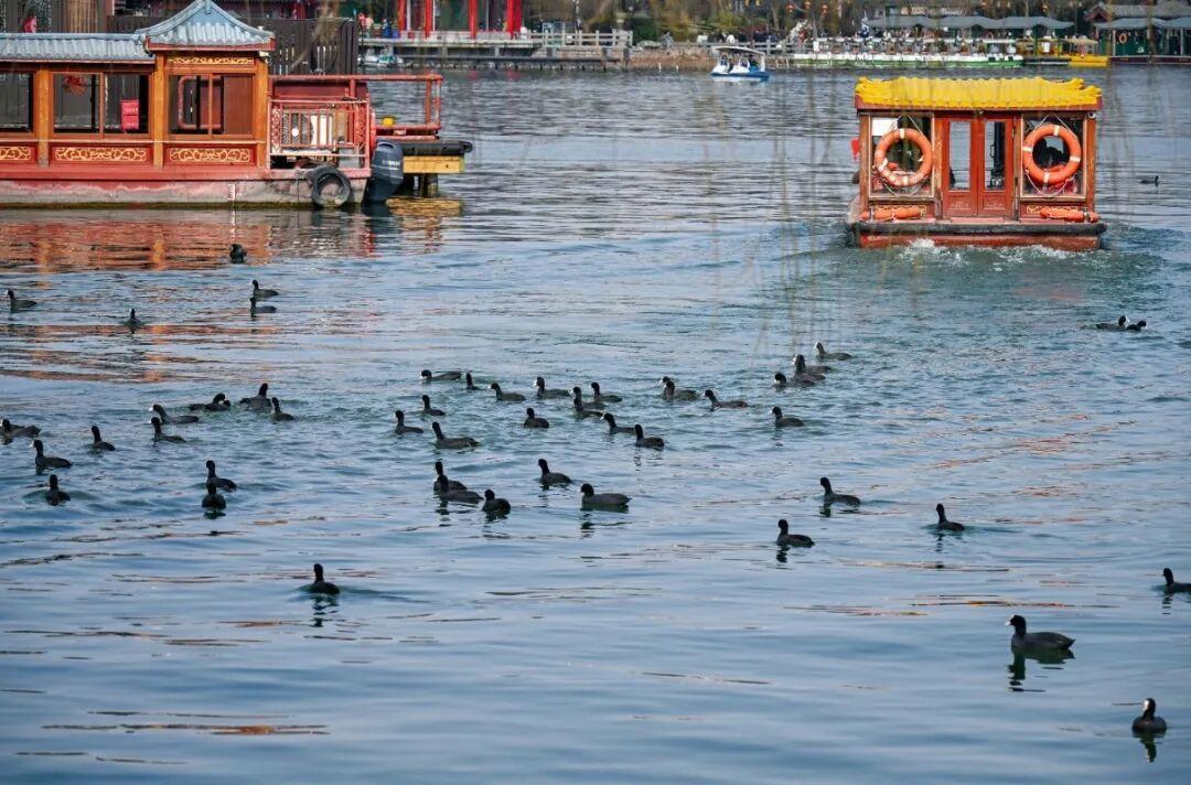 白骨顶|摄影:邵凯 2026年2月拍摄