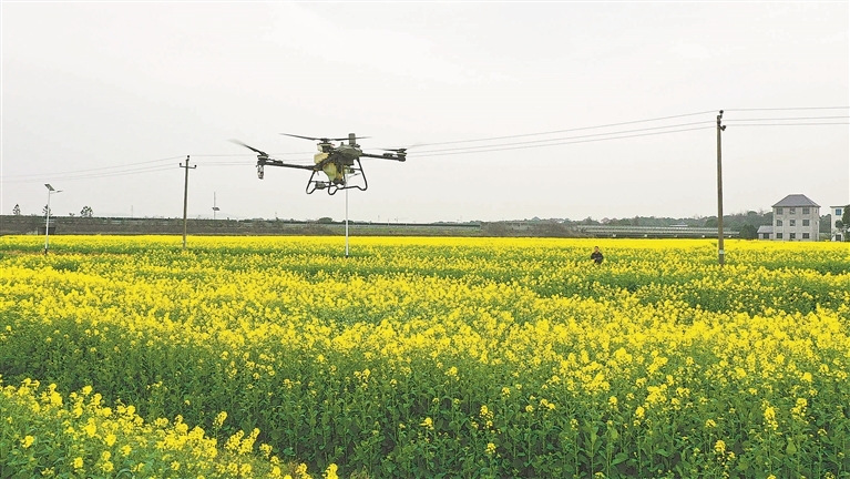 抚州东乡区：无人机植保作业 “护航”油菜生长（图）