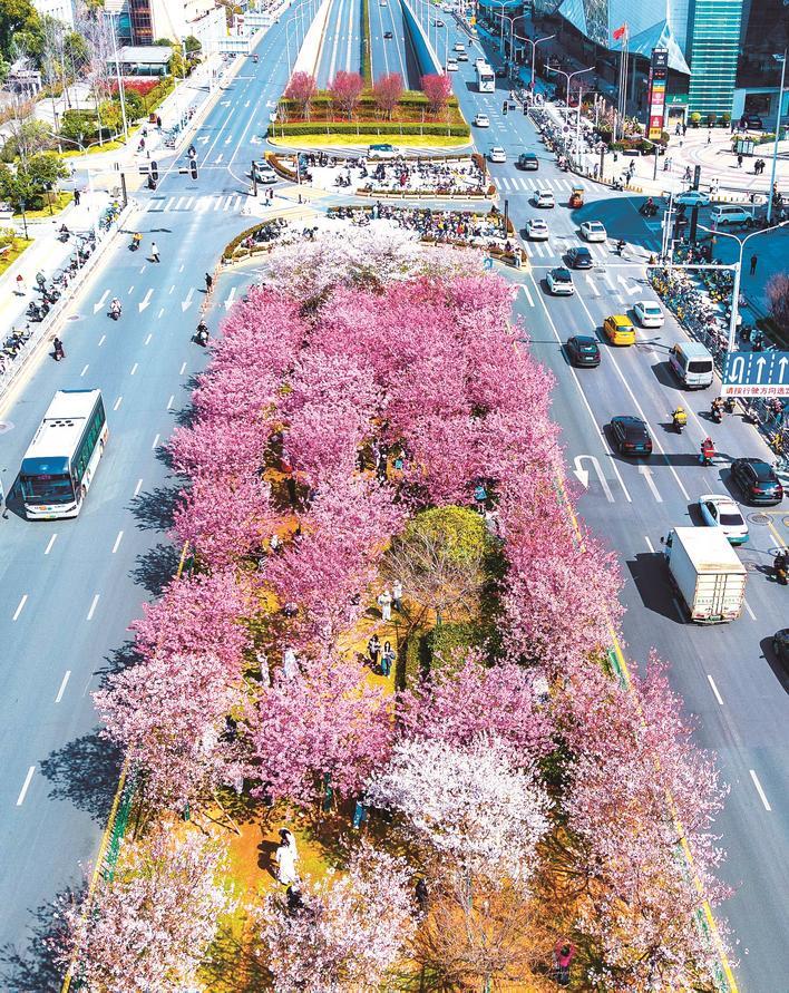 武汉光谷珞喻路景观廊樱花怒放 楚天都市报极目新闻记者魏铼摄