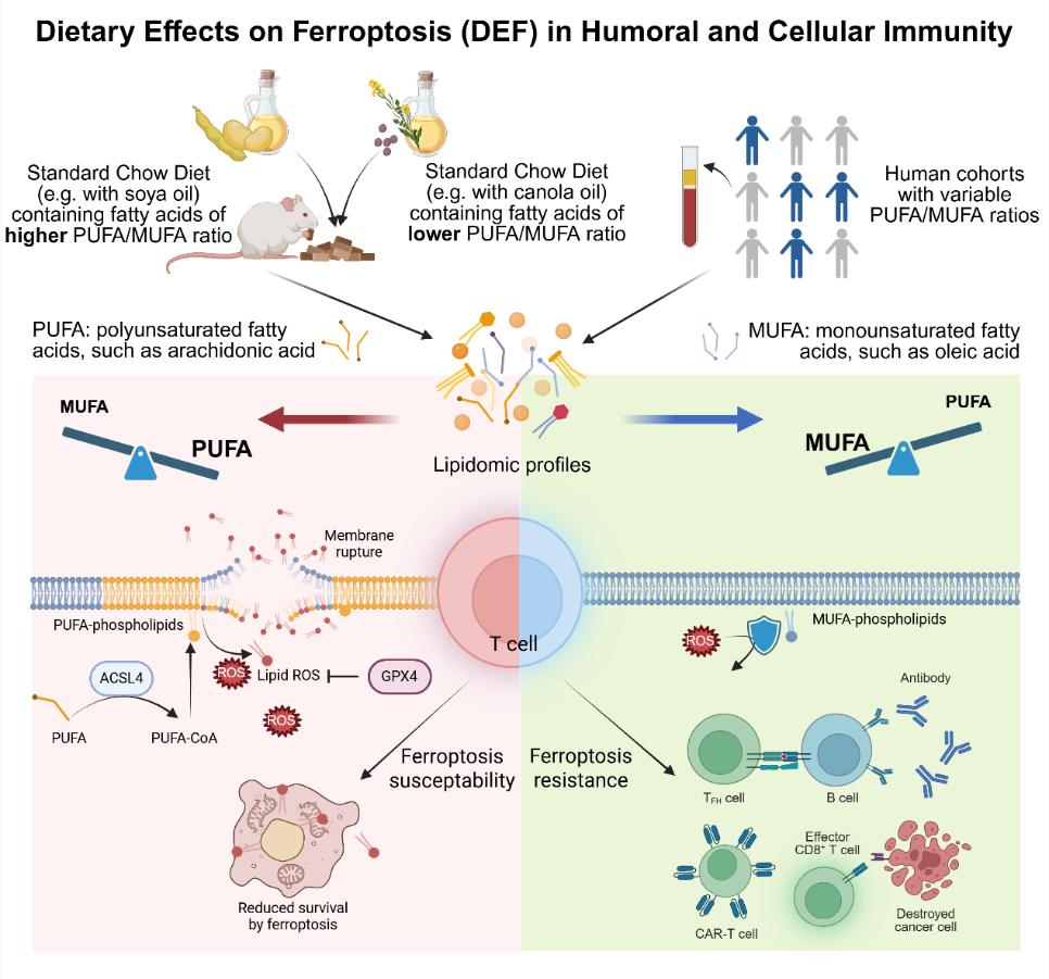 齐鲁工业大学（山东省科学院）在Nature上发表重要研究成果