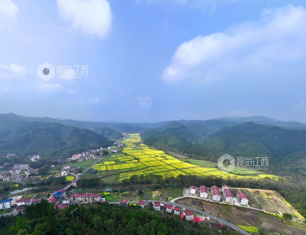 2026年3月6日,江西省吉安市泰和县水槎乡乐群村油菜种植基地,油菜花竞相绽放,与大山、农舍相映成景,壮美如画。