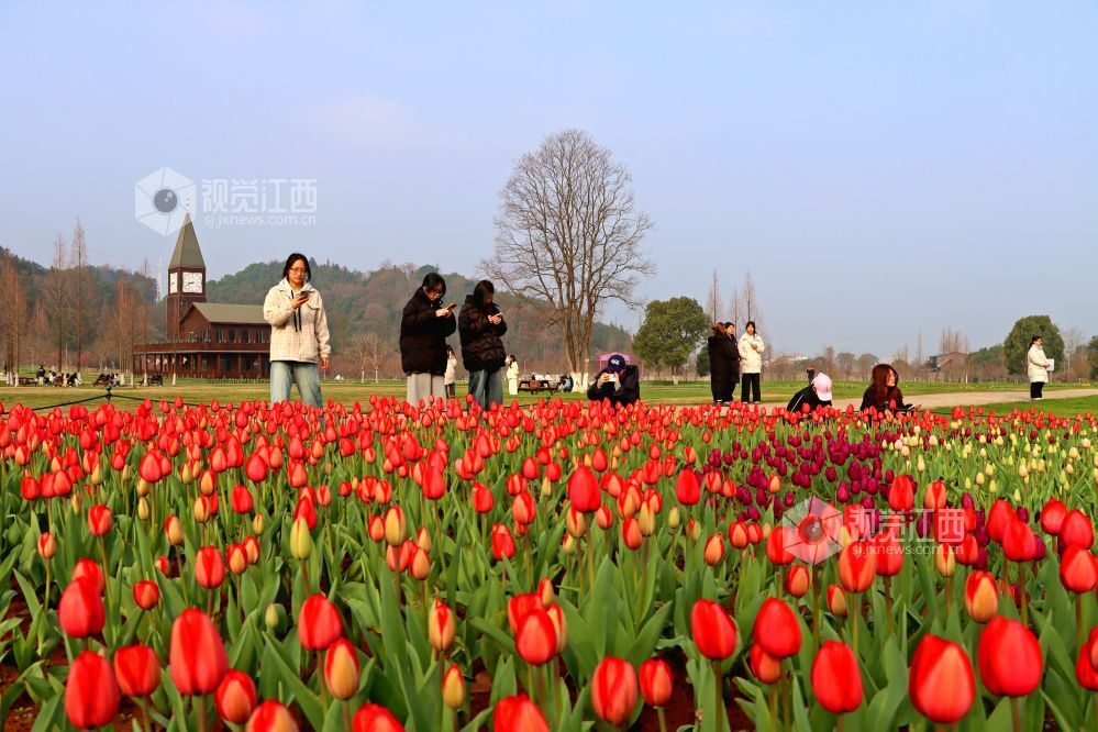 江西南昌：百万株郁金香迎春盛开（图）