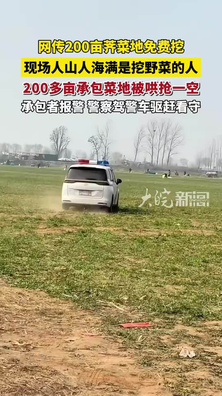 网传200亩荠菜地免费挖，现场人山人海满是挖野菜的人， 200多亩承包菜地被哄抢一空，承包者报警警察驾警车驱赶看守