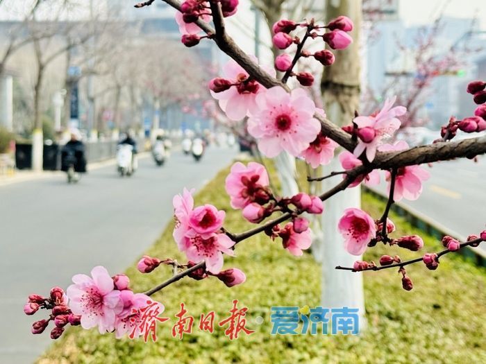 梅香满径扮靓经十路 济南千佛山站春意浓