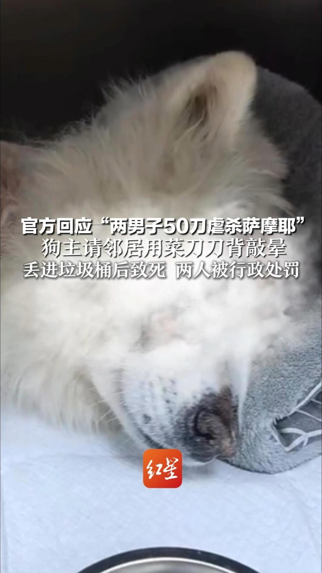 官方回应“两男子50刀虐杀萨摩耶” 13岁萨摩耶年老多病 狗主请邻居用菜刀刀背敲晕 丢进垃圾桶后致死 两人被行政处罚