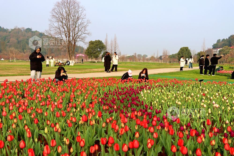 江西南昌：百万株郁金香迎春盛开（图）