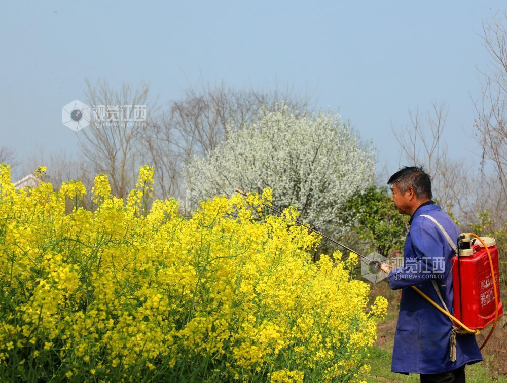 江西泰和：油菜春管忙（图）