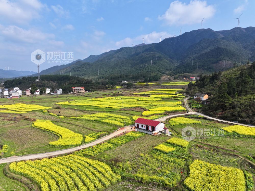 2026年3月6日，江西省吉安市泰和县水槎乡新桥村一带，油菜花田与大山、农舍相映成景，生态山乡风景独好。