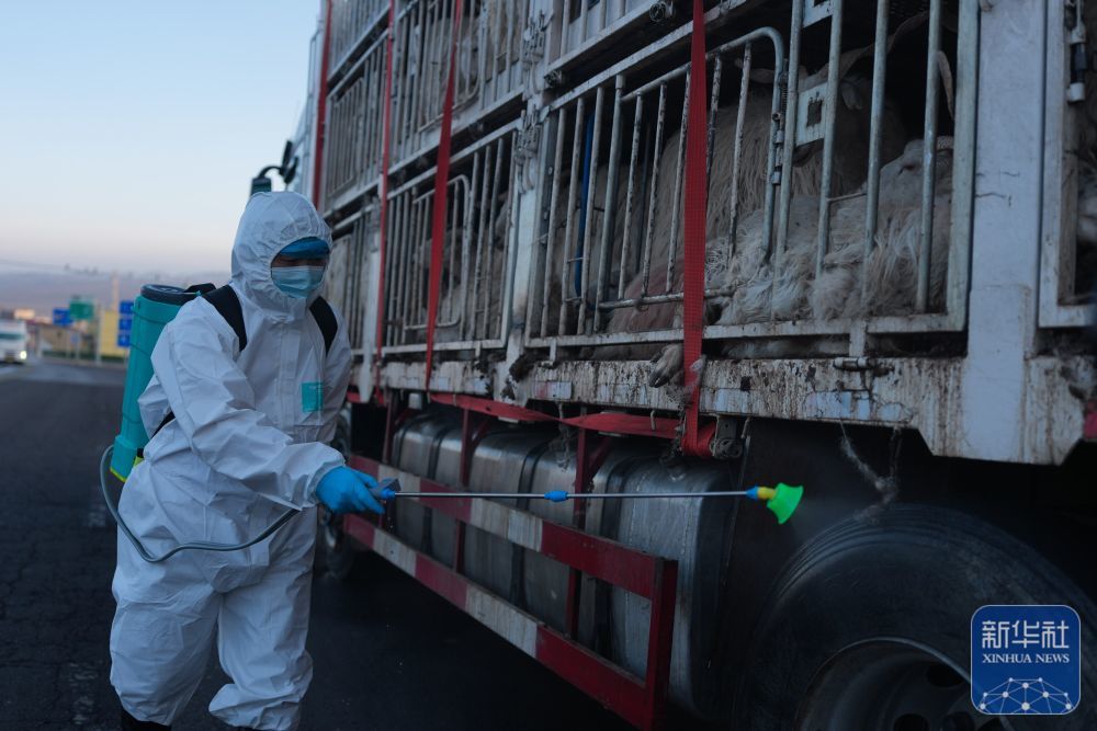 ↑3月7日,在青海省峨堡公路动物卫生监督检查站,工作人员在对转运车辆进行消毒。新华社记者 张龙 摄