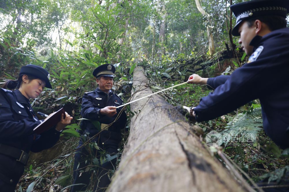 2026年3月11日，永丰县公安局环食药侦大队民警对辖区古树名木开展常态化巡查，对自然枯死的古树名木逐一核查、登记建档。