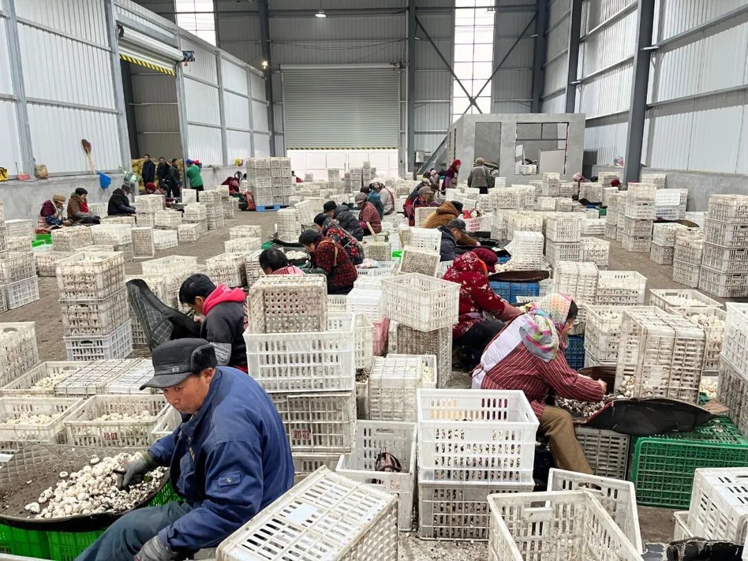 解锁邳州“菇”事，特色产业如何激活乡村动能？